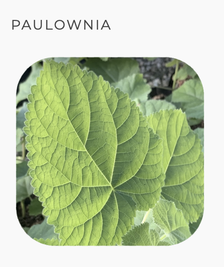 Proyecto Paulownia Shantong