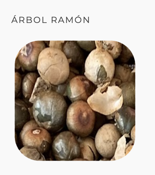 Proyecto Árbol Ramón