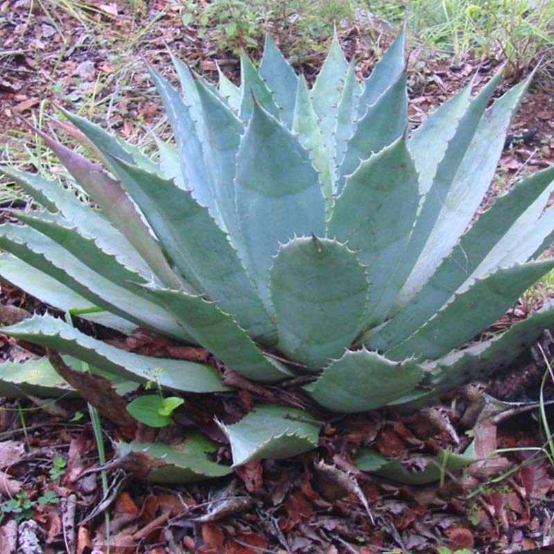 agave-tobala
