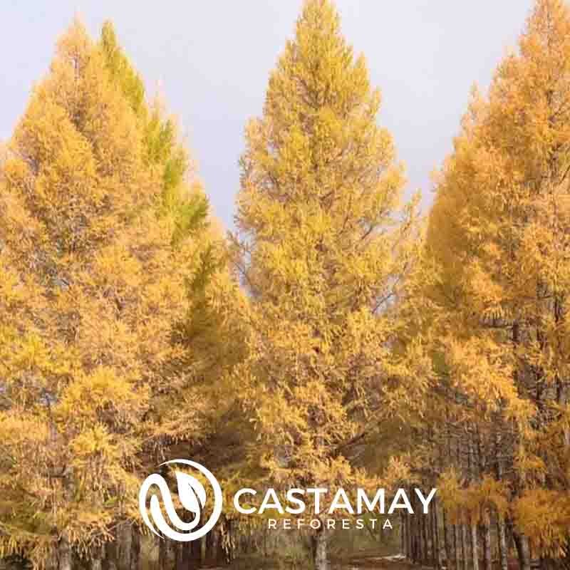 alerce-de-siberia-semilla