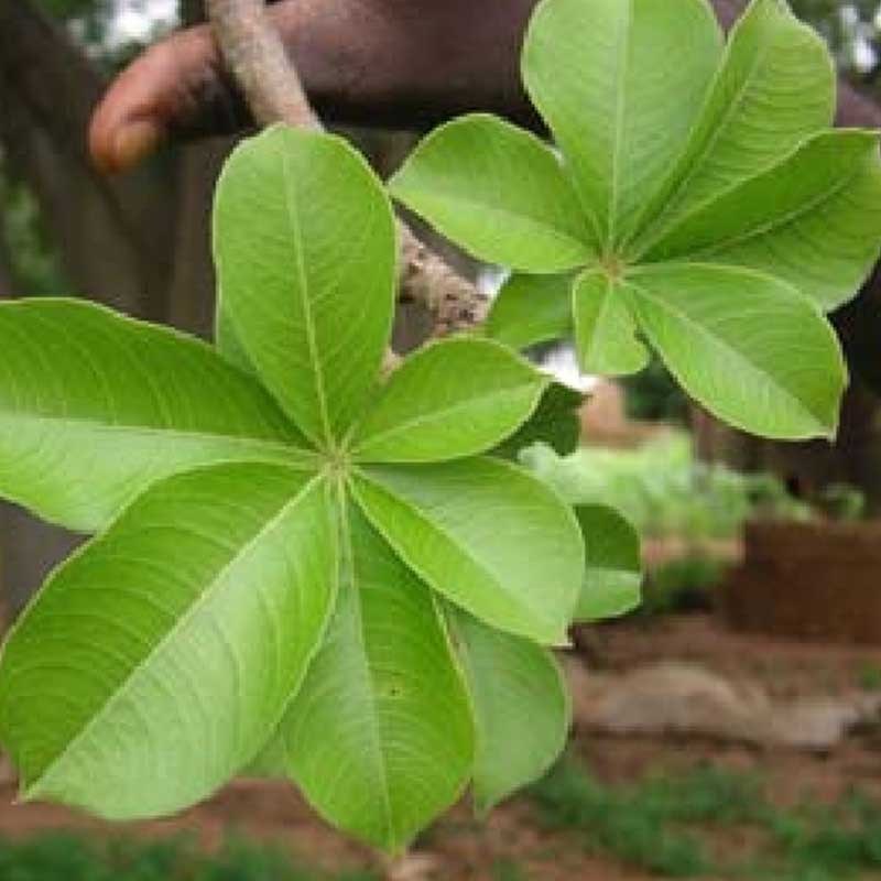 baobableaves