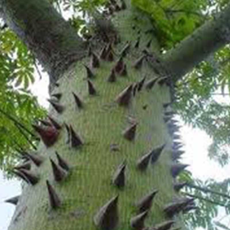 ceiba_pentandra_espina