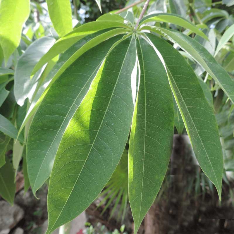 ceiba_pentandra_hoja