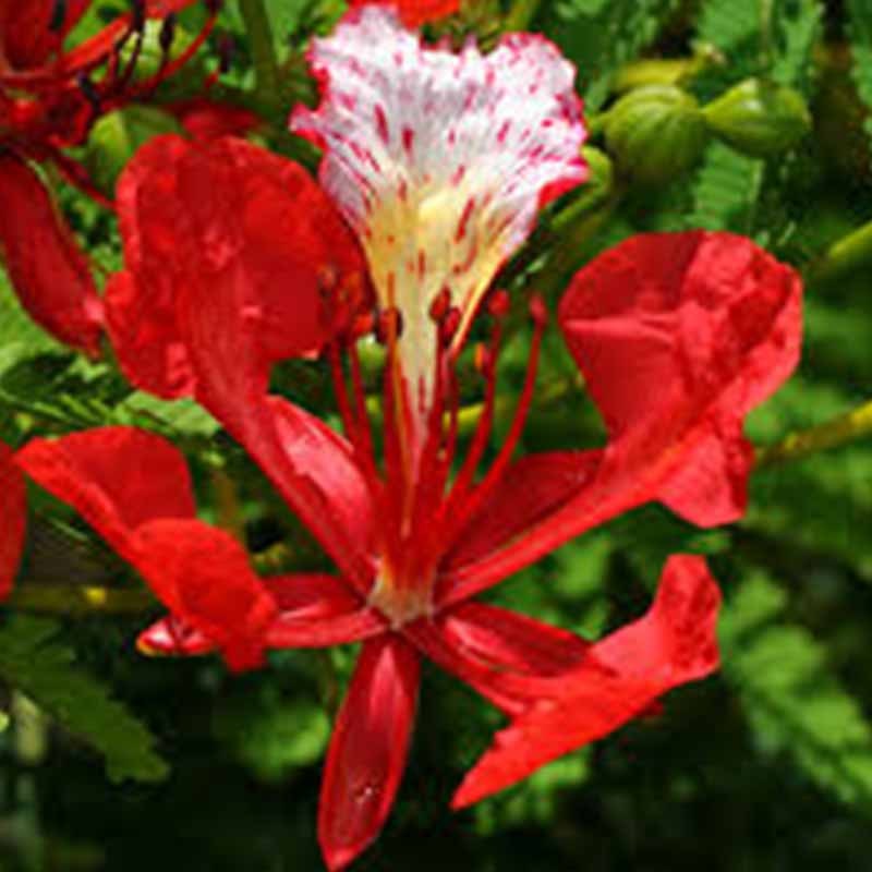 flordeflamboyan