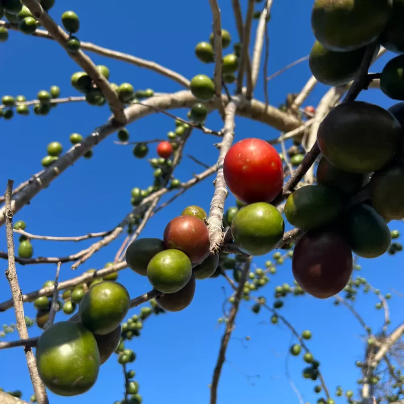 image_2a4acefd-f816-4109-96bf-7babded64ee7_1000x1000