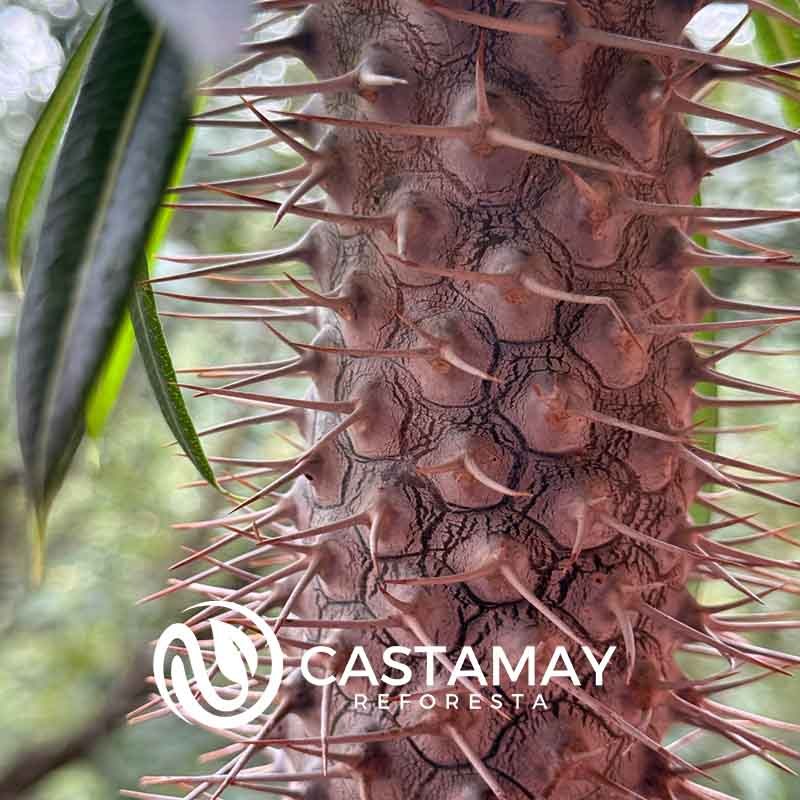 palmamadagacartronco