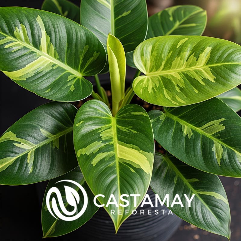 philodendroparaisoverde