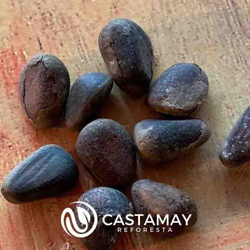 piñonsiberianosemilla