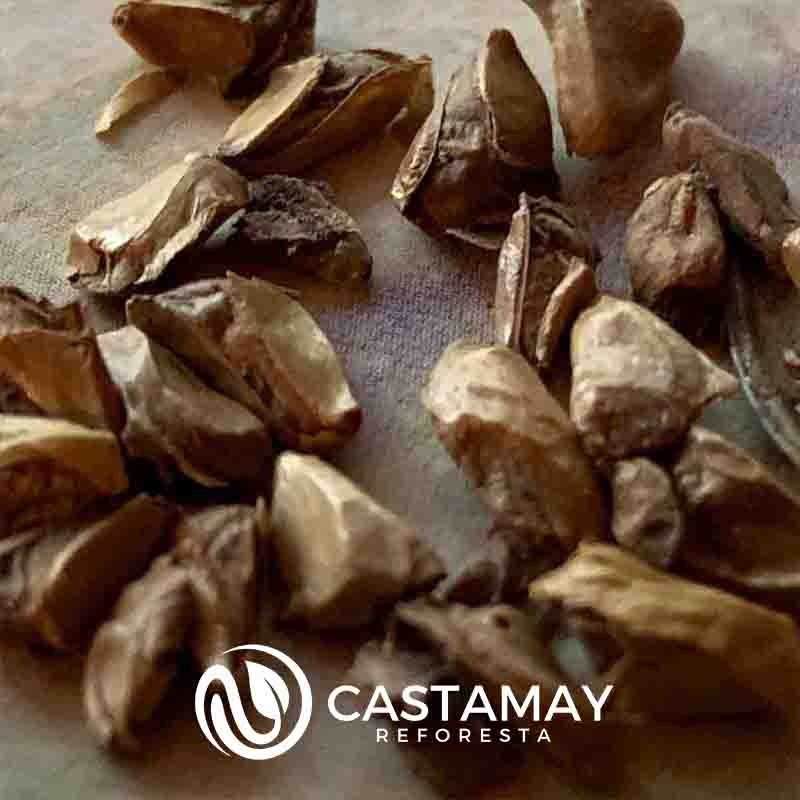 semilla-alerce-siberiano