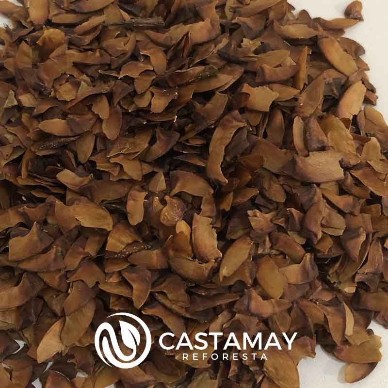 semilla-de-astronomica