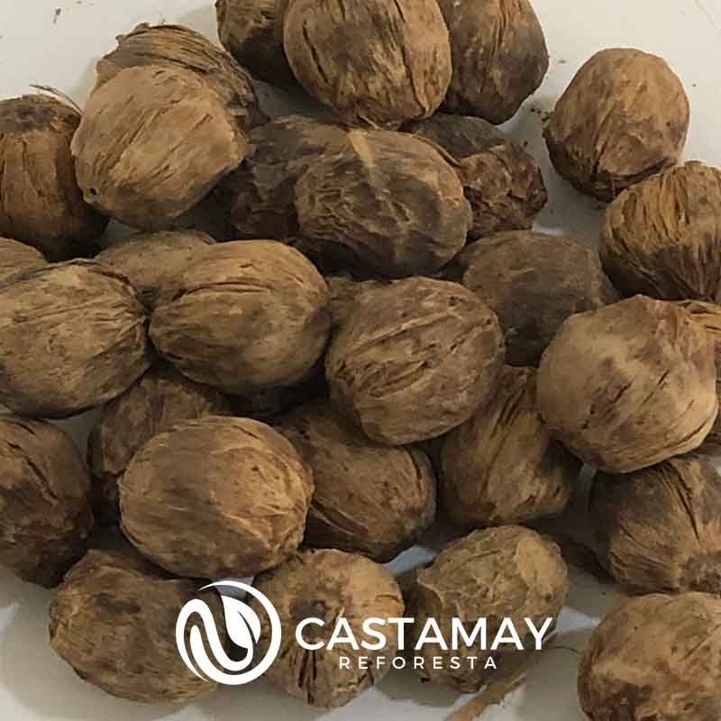 semilla-palma-kerpis