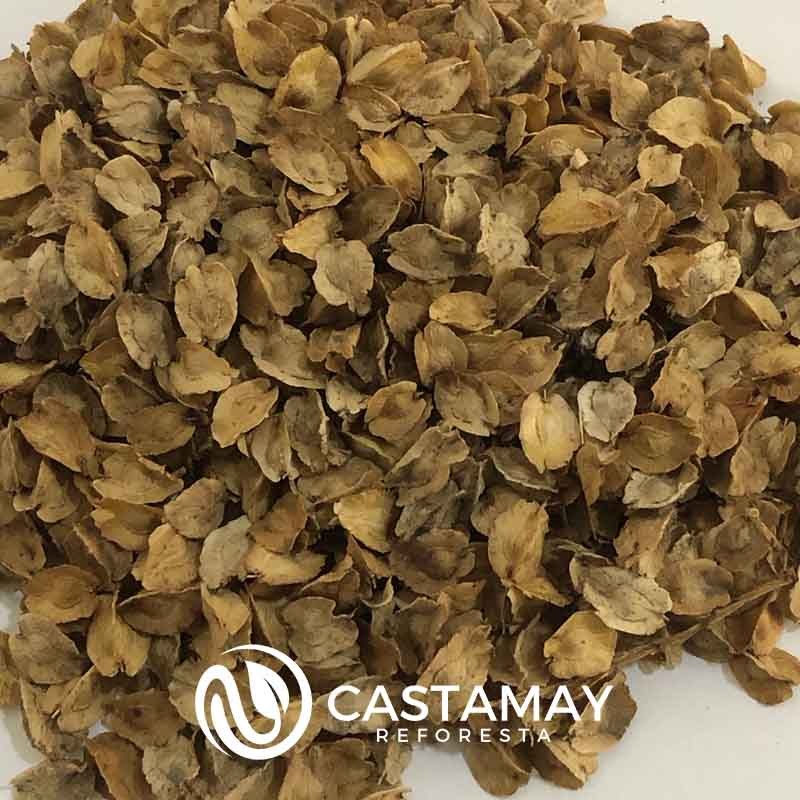 semilla-pata-elefante