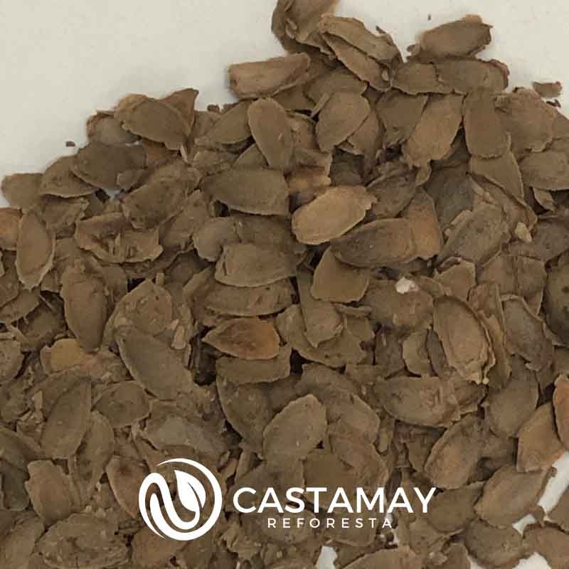 semilla-roble-australiano