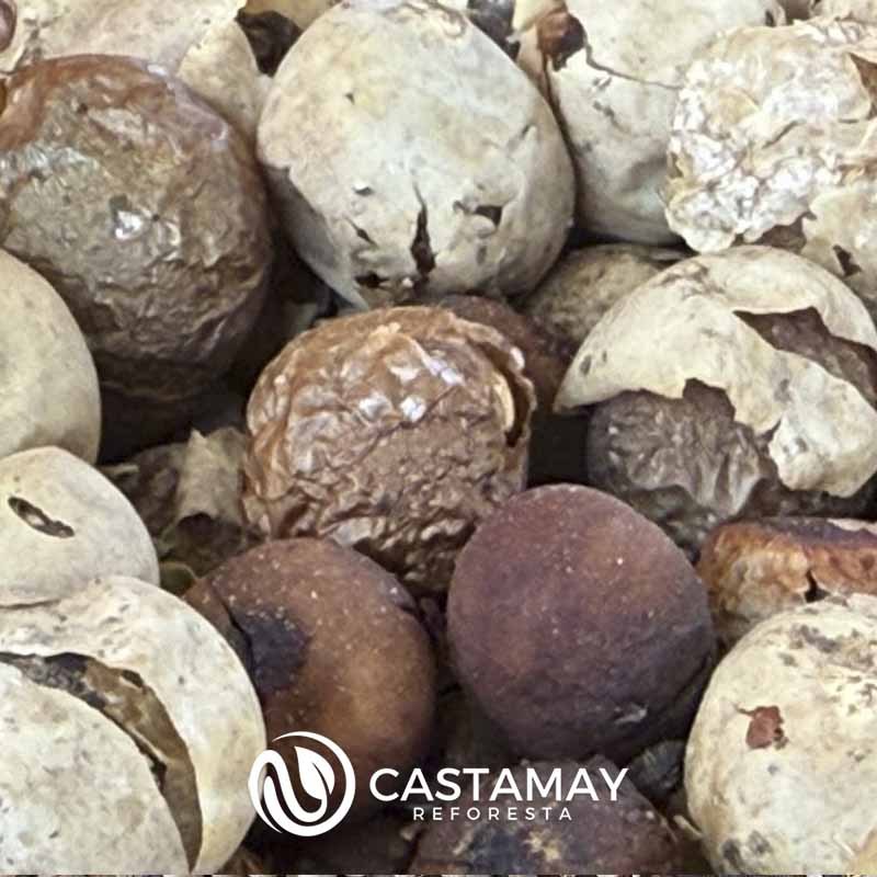 semilla_seca_ramon_harina