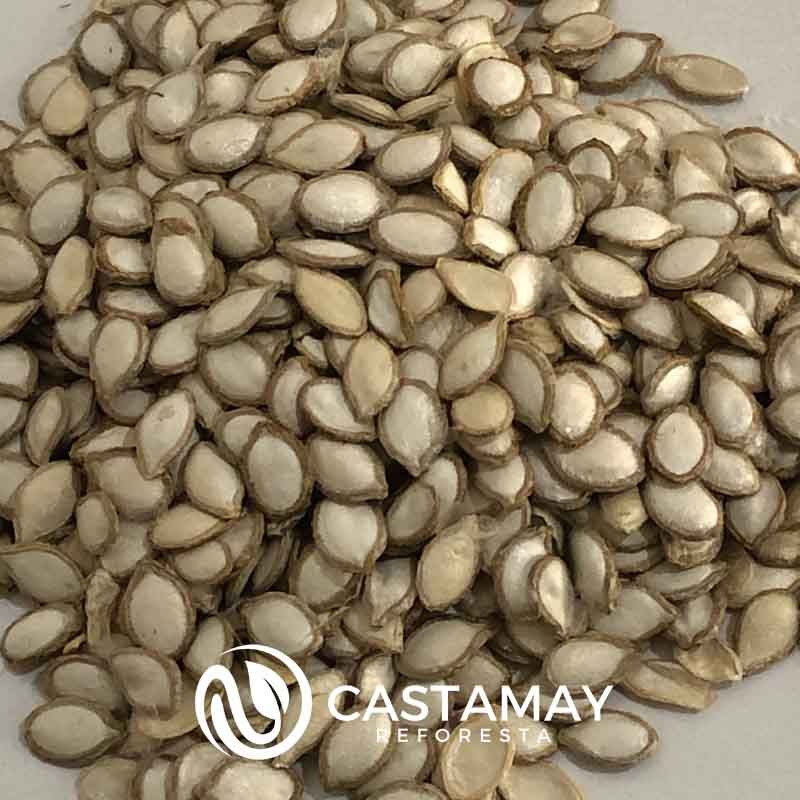 semillacalabazasquash