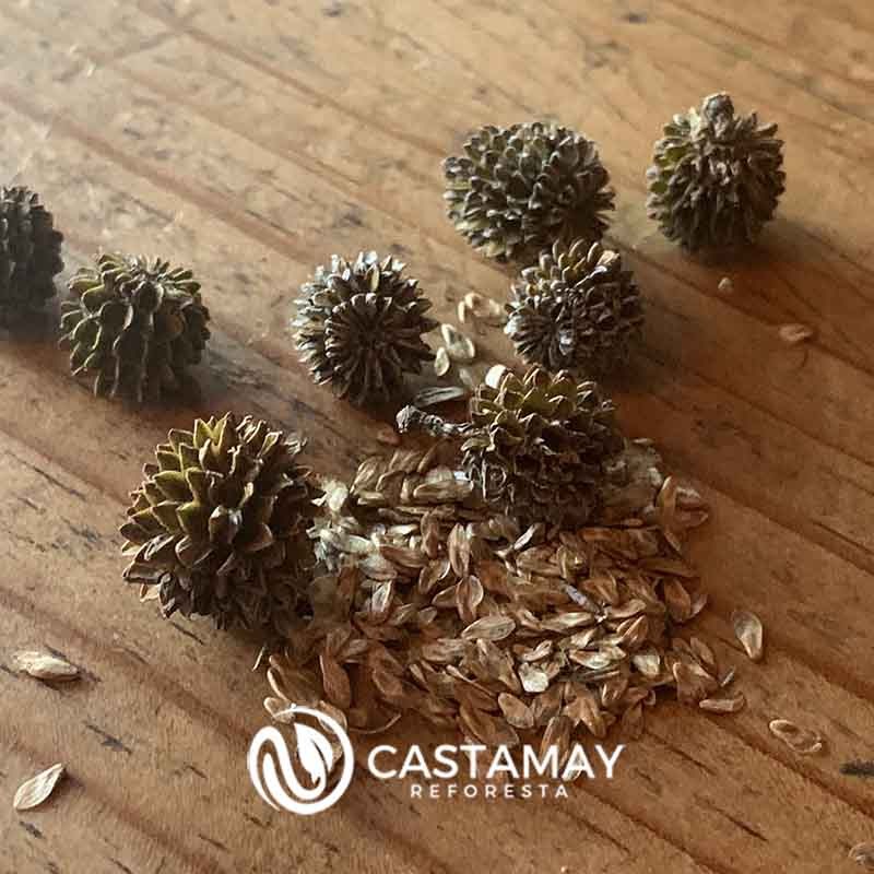 semillacasuarina