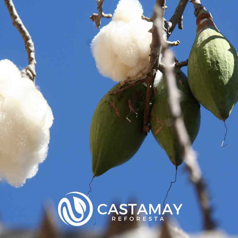 semillaceibapentandra