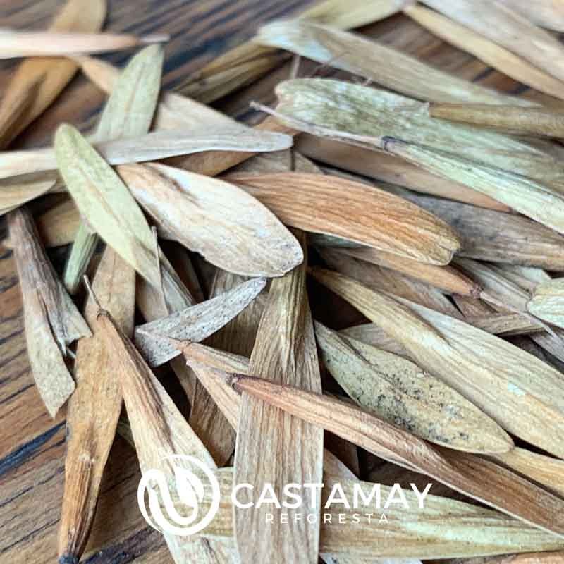 semillafresnomexicano