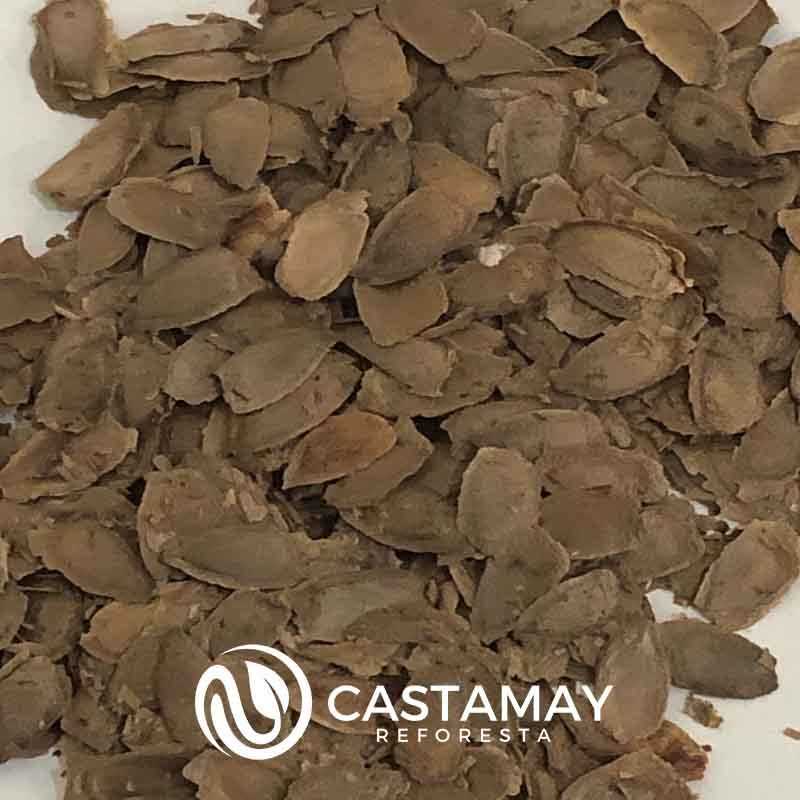 semillarobleaustraliano