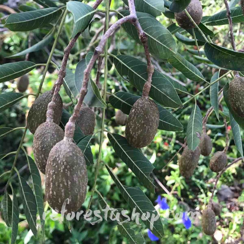 semillas-cedro-Cedrela-odorata-C_1024x1024@2x