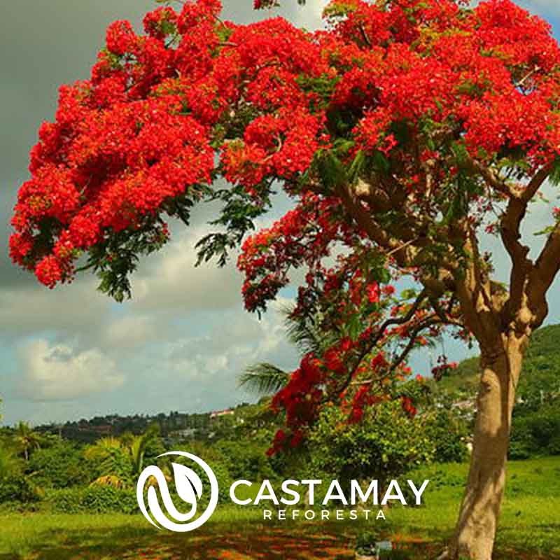 semillasdeflamboyan