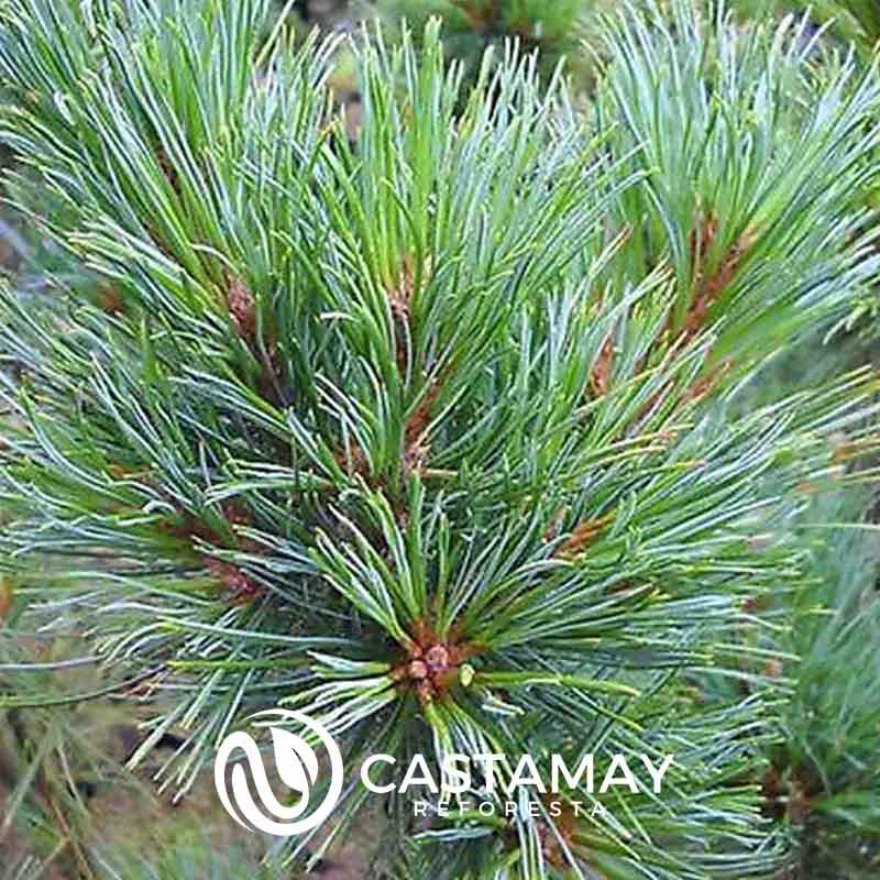 semillasdepinonsiberia