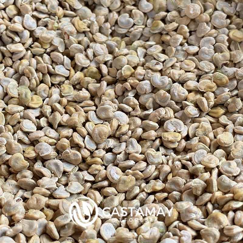 semillatunaamarilla1