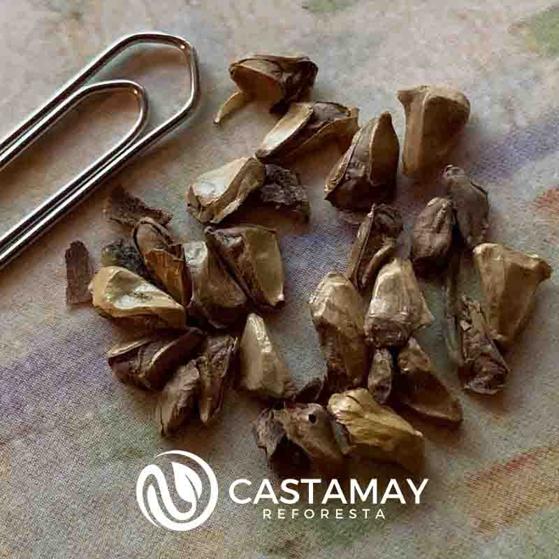 siberia-pino-semilla