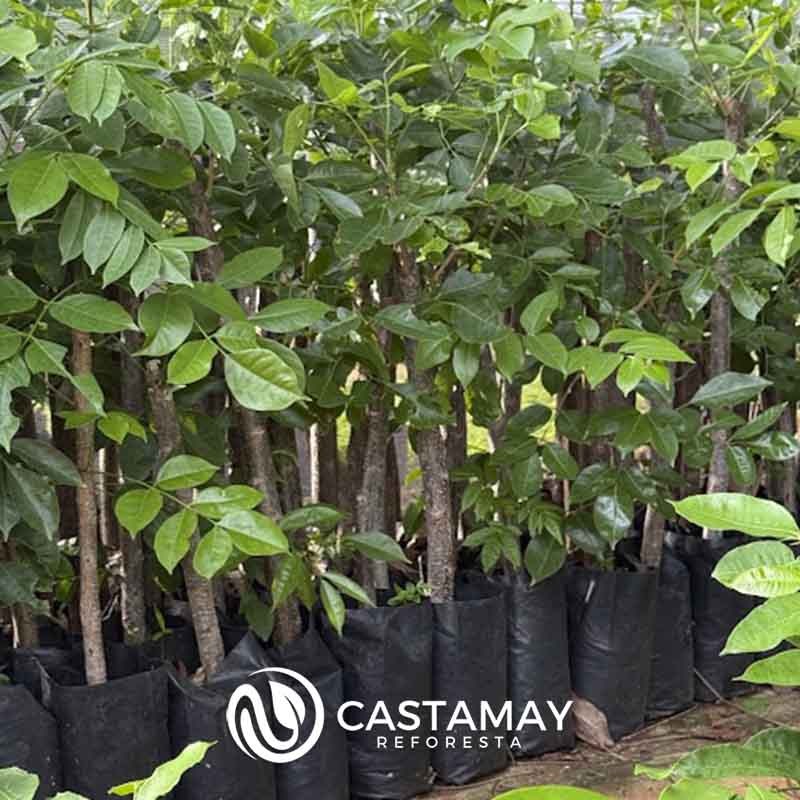 vivero_burserasimaruba